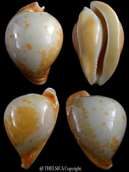 Umbilia armeniaca armeniaca 88 mm Gem-0