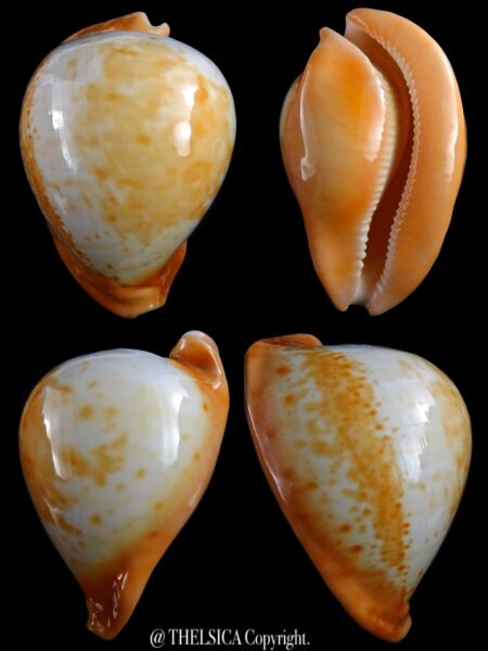 Umbilia armeniaca armeniaca 90,7 mm Gem-0
