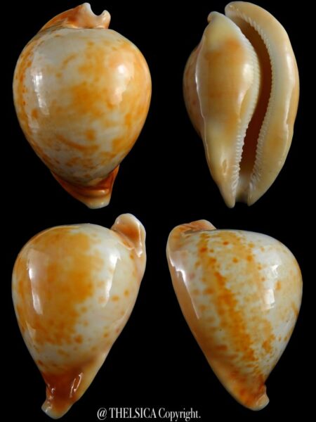 Umbilia armeniaca armeniaca 95,4 mm Gem-0