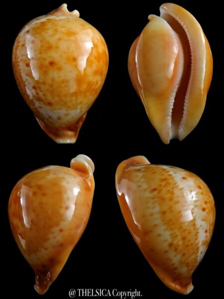 Umbilia armeniaca armeniaca 97,7 mm Gem-0