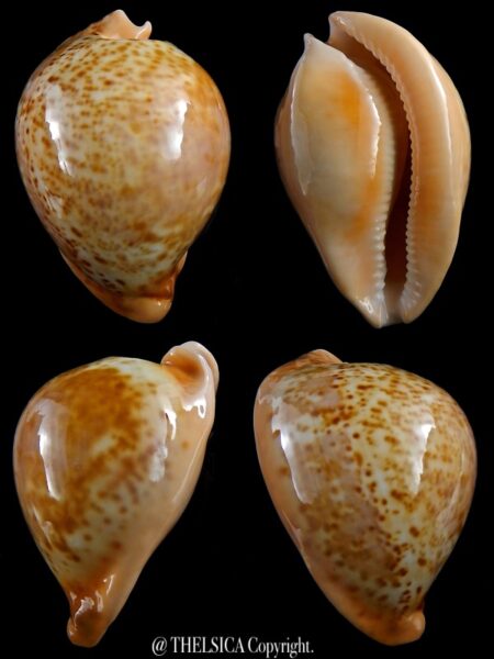 Umbilia armeniaca westralica 75,8 mm Gem-0