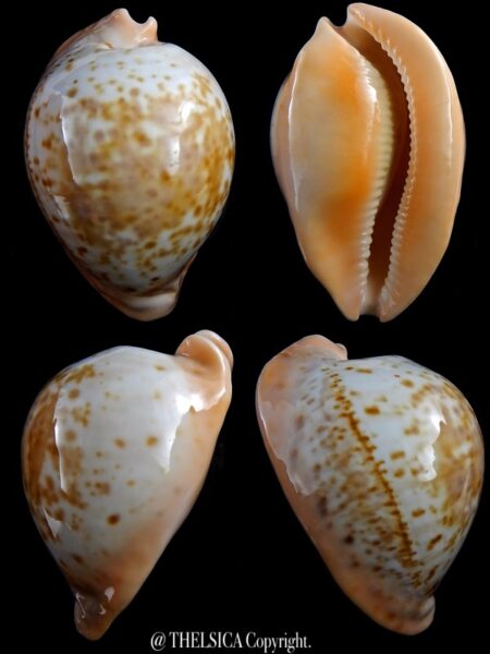 Umbilia armeniaca westralica 77,6 mm Gem-0