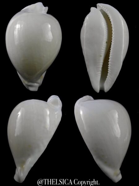 Umbilia hesitata howelli .. Big SIZE ... 93,9 mm Gem (-)-0