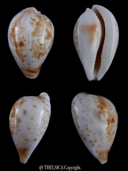 Umbilia hesitata suprastrata 74,2 mm Gem 60 grms-0