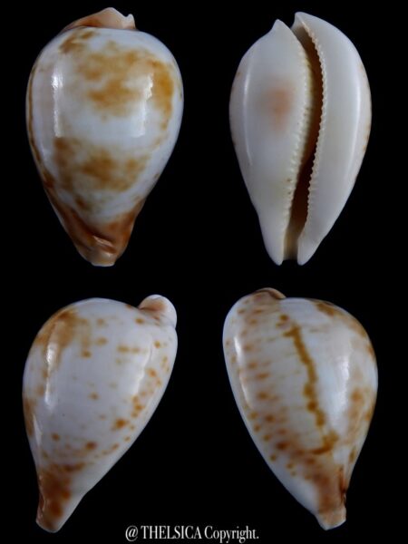 Umbilia hesitata suprastrata 89.7 mm Gem 96 grms-0