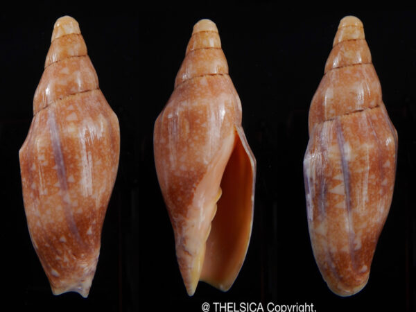 Notovoluta kreuslerae 59,5 mm F+++/Gem -0