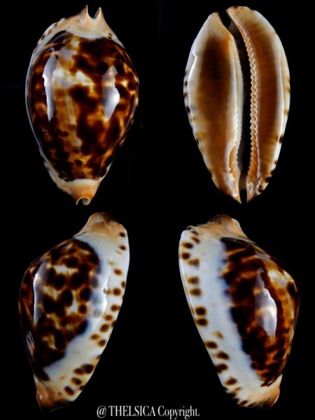 Zoila jeaniana thalamega ..79,5 mm Gem -0