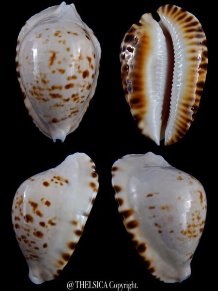 Zoila marginata bataviensis ... Very BIG ... 58 mm Gem-0