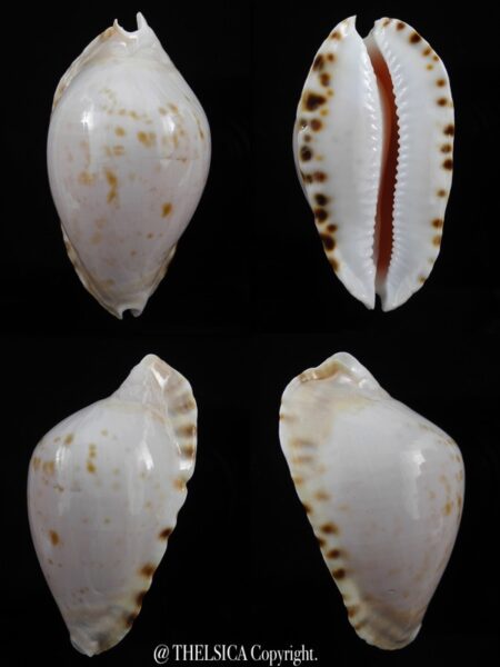Zoila marginata consueta ...SP colour ... 58,6 mm F+++/Gem-0