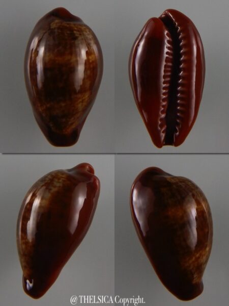 Zonaria pyrum insularum nigromarginata 33,8 mm Gem-0