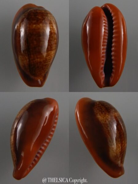 Zonaria pyrum insularum nigromarginata 34,5 mm Gem-0