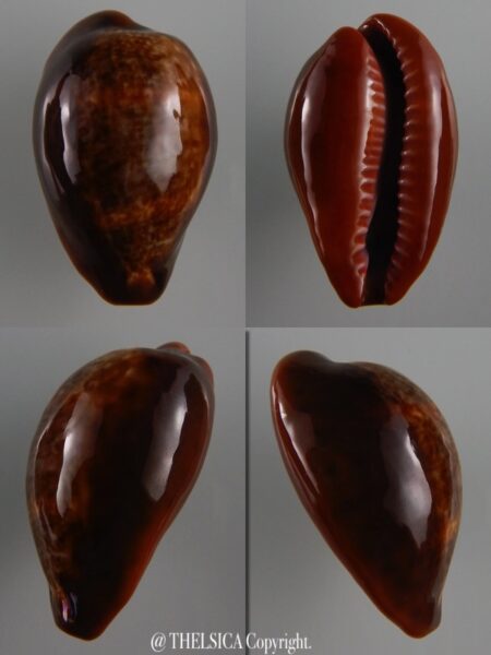 Zonaria pyrum insularum nigromarginata 35,7 mm Gem-0