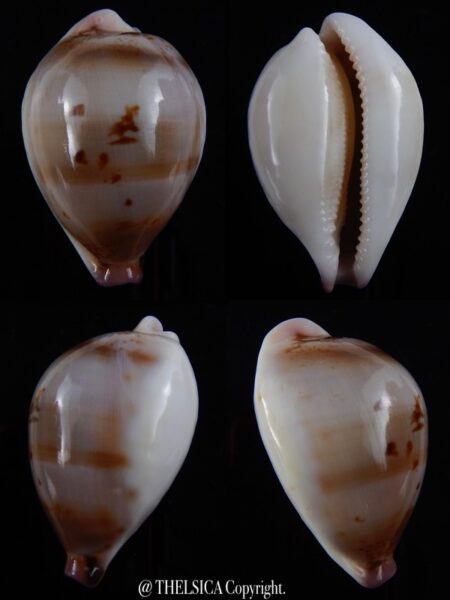 Austrasiatica hirasei 46,5 mm Gem-0
