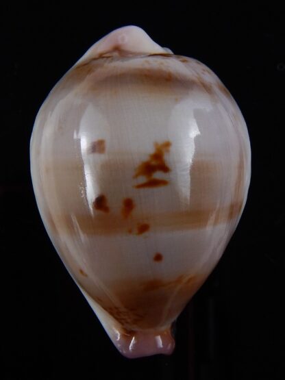 Austrasiatica hirasei 46,5 mm Gem-33619