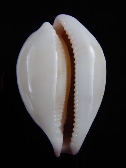 Austrasiatica hirasei 46,5 mm Gem-33620