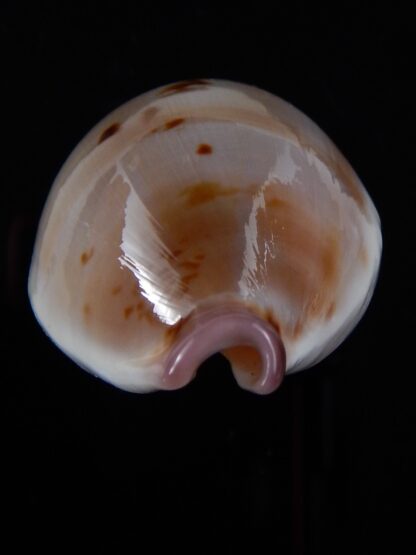 Austrasiatica hirasei 46,5 mm Gem-33623