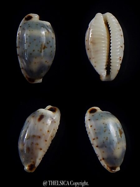 Bistolida hirundo rouxi 13,7 mm Gem-0