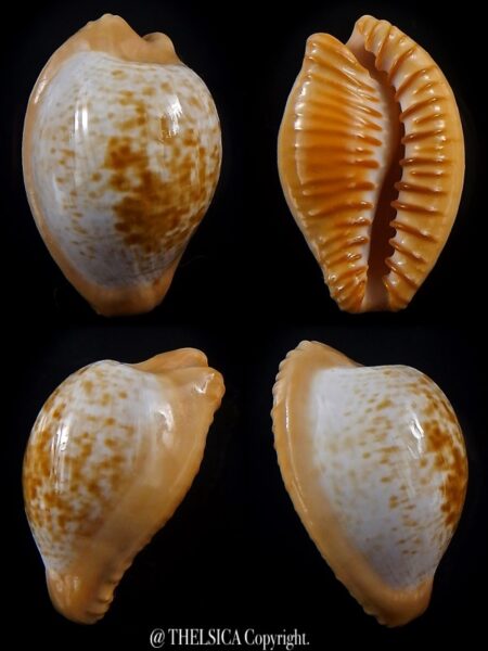 Cypraeovula fuscodentata sphaerica 30.8 mm Gem -0