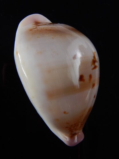 Austrasiatica hirasei 46,5 mm Gem-33624