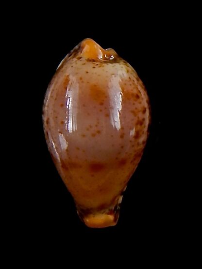 Palmulacypraea boucheti 20,2 mm Gem-33637