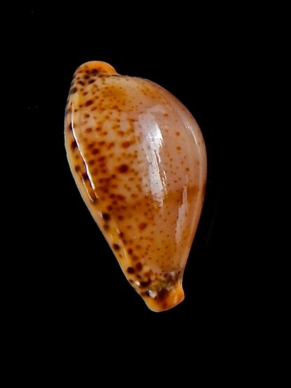 Palmulacypraea boucheti 20,2 mm Gem-33638