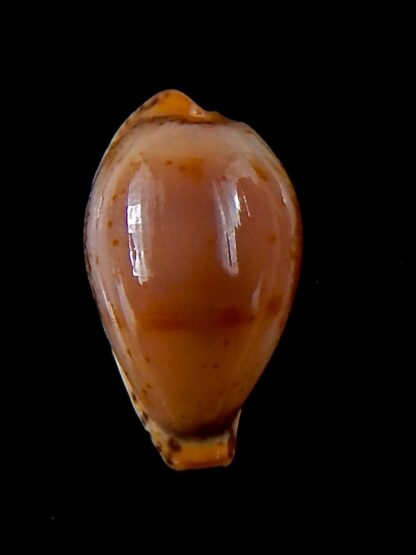 Palmulacypraea boucheti 20,5 mm Gem-33647
