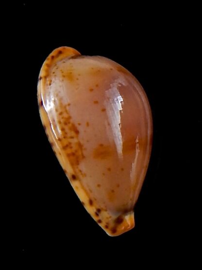 Palmulacypraea boucheti 20,5 mm Gem-33648