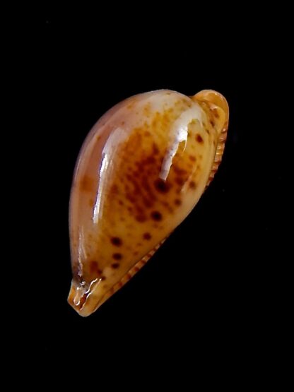 Palmulacypraea boucheti 20,5 mm Gem-33650