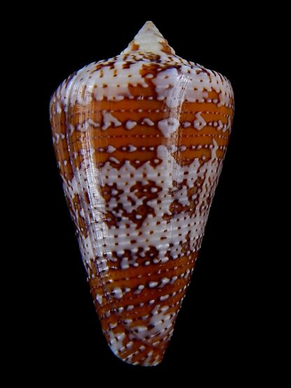 enorioconus cedonulli 47,5 mm Gem-33668