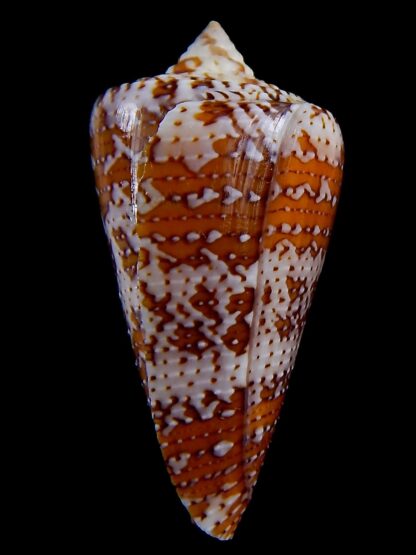 enorioconus cedonulli 47,5 mm Gem-33669