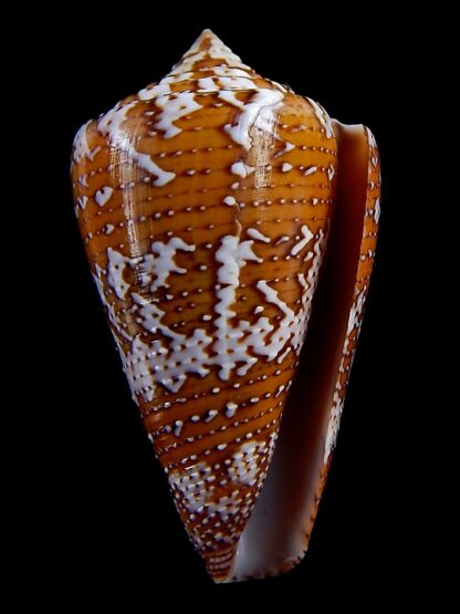 enorioconus cedonulli 46,1 mm Gem-33661