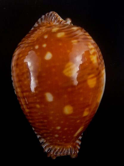 Perisserosa guttata guttata " Fantastic pattern " 63,1 mm Gem-33697