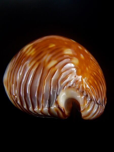 Perisserosa guttata guttata " Fantastic pattern " 63,1 mm Gem-0