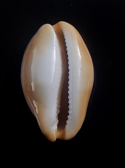 Luria lurida oceanica 28,3 mm Gem-33710