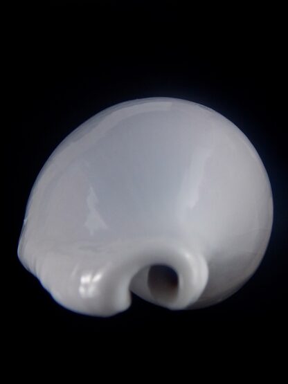 Ovula ovum... GIANT ... 106,6 mm Gem-33859