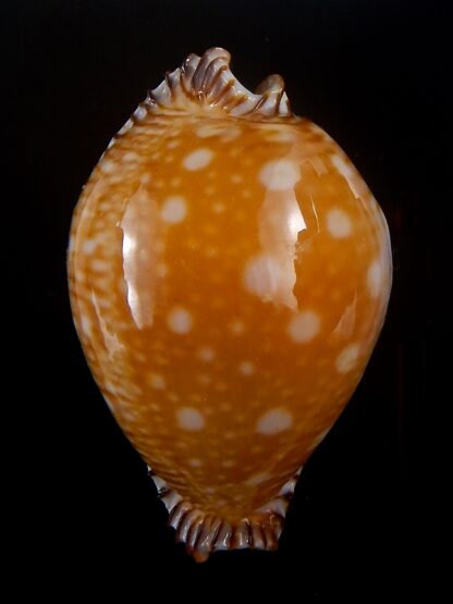 Perisserosa guttata guttata 61,5 mm Gem-33770