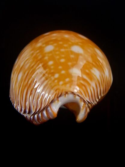 Perisserosa guttata guttata 61,5 mm Gem-33775