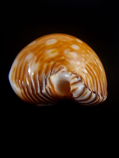 Perisserosa guttata guttata 61,5 mm Gem-33773