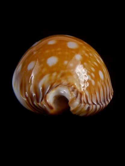 Perisserosa guttata guttata 59,7 mm Gem-33747