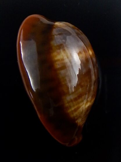 Zonaria pyrum insularum nigromarginata 35,2 mm Gem-33800