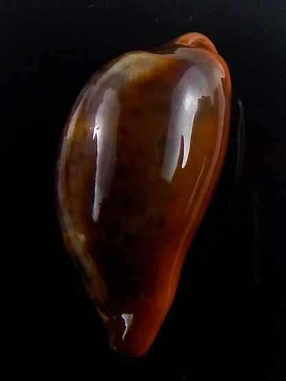 Zonaria pyrum insularum nigromarginata 35,2 mm Gem-33803
