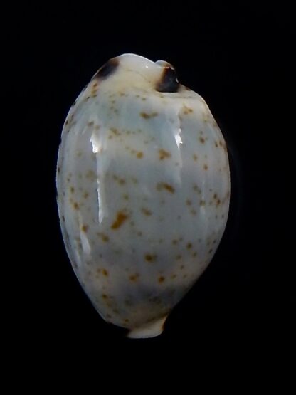 Bistolida hirundo neglecta 20,6 mm Gem-33876