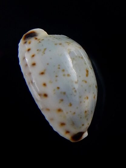 Bistolida hirundo neglecta 20,6 mm Gem-33874