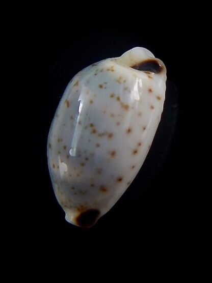 Bistolida hirundo neglecta 20,6 mm Gem-33877