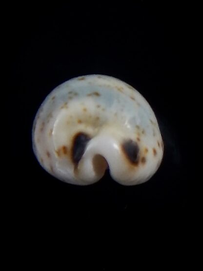 Bistolida hirundo neglecta 20,6 mm Gem-33879