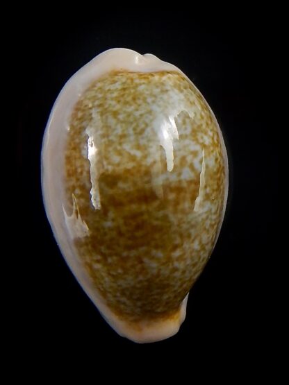 Erronea ovum chrysostoma 31 mm Gem-33910