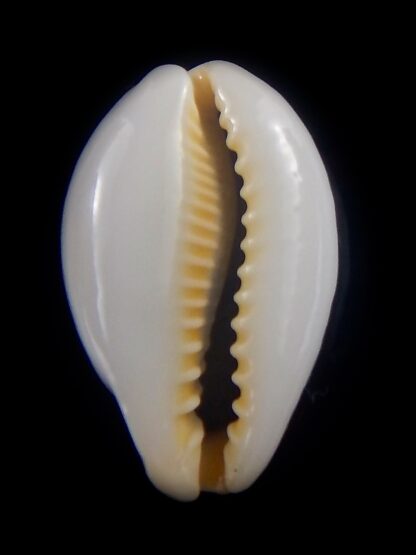 Erronea ovum chrysostoma 31 mm Gem-33912