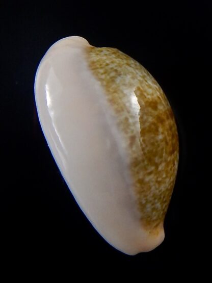 Erronea ovum chrysostoma 31 mm Gem-33914