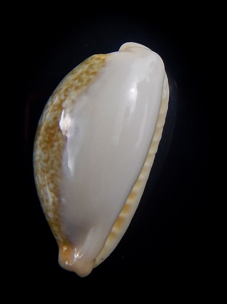 Erronea ovum chrysostoma 31 mm Gem - Thelsica