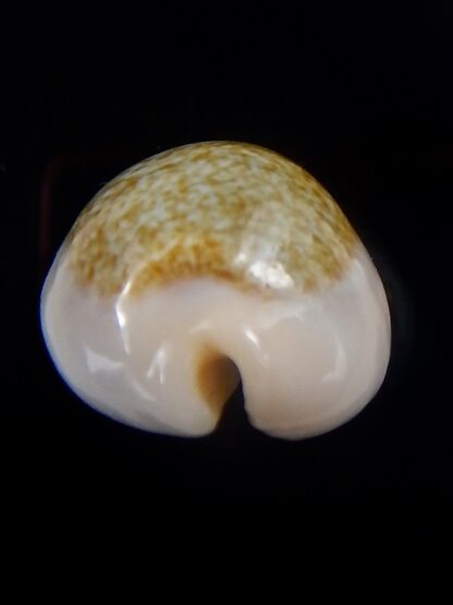 Erronea ovum chrysostoma 31 mm Gem-33915